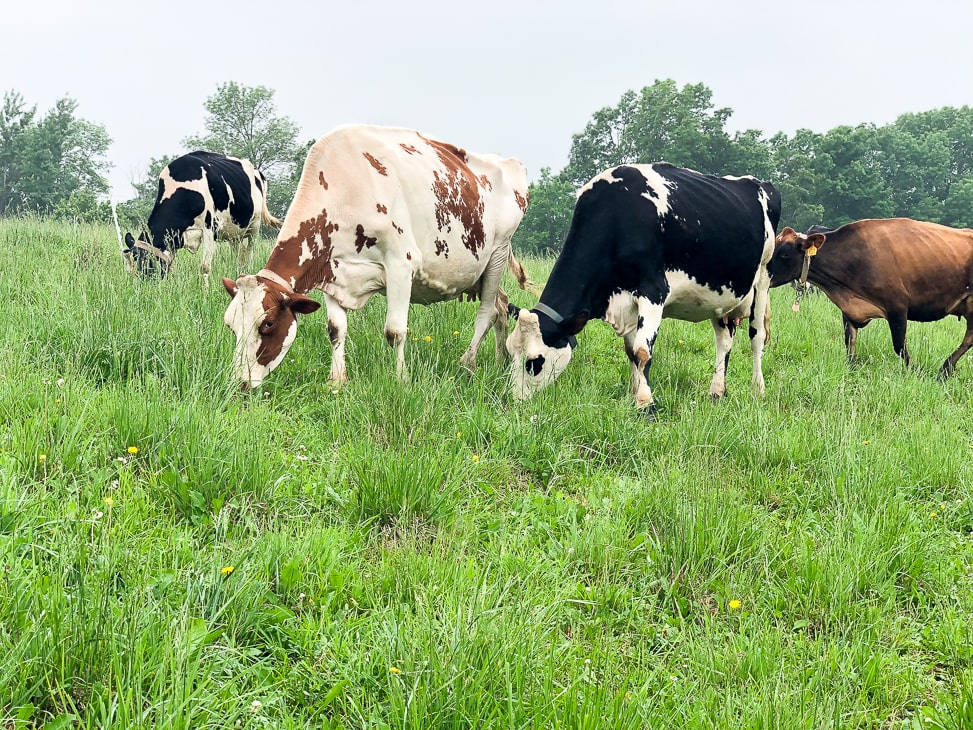 Protein Powder for Grass Fed